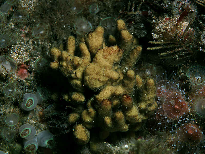 Stelligera rigida